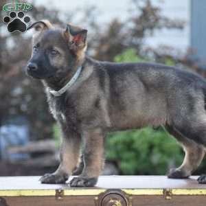 Lukas, German Shepherd Puppy